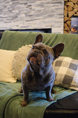 Mr Juno